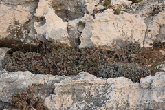 Limonium korakonisicum