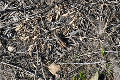 Chorthippus maritimus