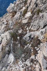 Limonium korakonisicum