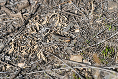 Chorthippus maritimus