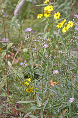 Symphyotrichum ascendens