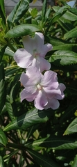 Impatiens sodenii