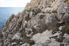 Limonium korakonisicum