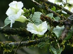 Convolvulaceae