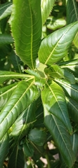 Impatiens sodenii