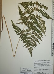 Dryopteris × dowellii