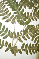 Dryopteris × dowellii