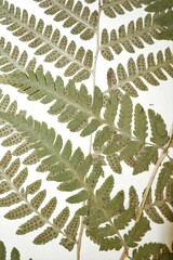 Dryopteris × dowellii