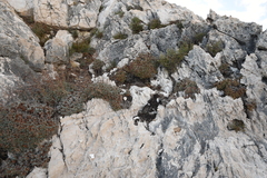 Limonium korakonisicum