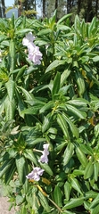 Impatiens sodenii