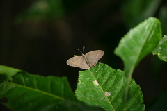 Cissia