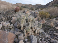 Opuntia diploursina