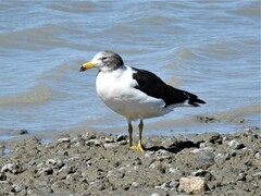 Larus atlanticus