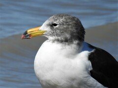 Larus atlanticus