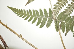 Dryopteris × dowellii