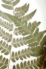 Dryopteris × dowellii