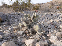 Opuntia diploursina