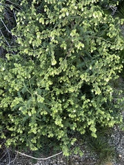 Emmenanthe penduliflora