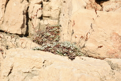 Limonium korakonisicum