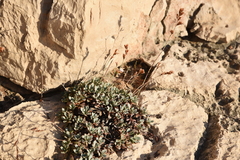 Limonium korakonisicum
