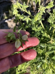 Emmenanthe penduliflora