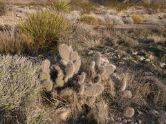 Opuntia diploursina