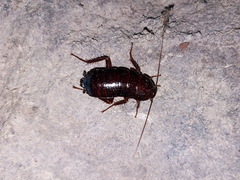 Blatta orientalis