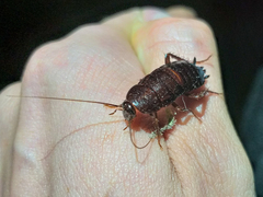 Blatta orientalis