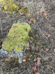 Daucus carota