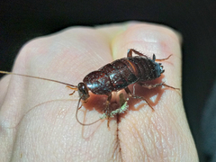 Blatta orientalis