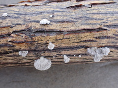 Schizophyllum commune