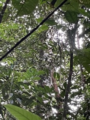 Lipaugus vociferans