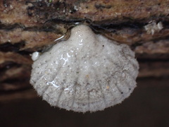 Schizophyllum commune