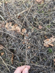 Camassia quamash