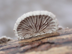 Schizophyllum commune