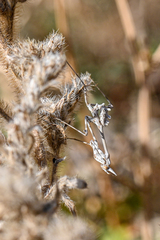 Empusa fasciata