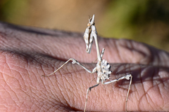 Empusa fasciata