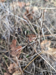 Camassia quamash