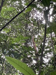 Lipaugus vociferans