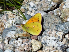 Colias vauthierii