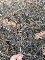 Camassia quamash