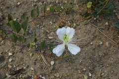 Capparis sicula