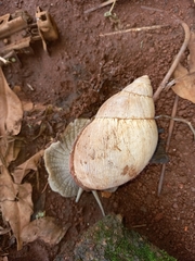 Megalobulimus