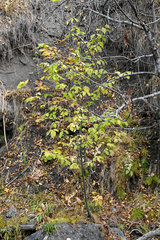 Euonymus latifolius