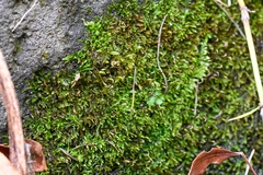 Brachythecium rivulare