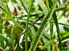 Cyanallagma interruptum