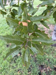 Apiognomonia errabunda