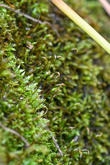 Brachythecium rivulare