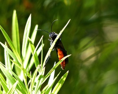 Elaphroptera