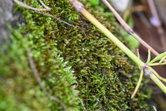 Brachythecium rivulare